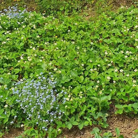 Апартаменты Ususkani Златибор