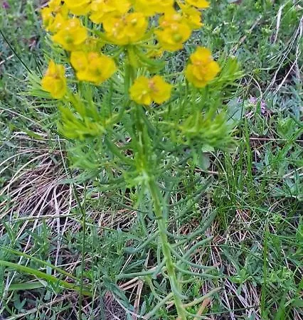 Ususkani Daire Zlatibor