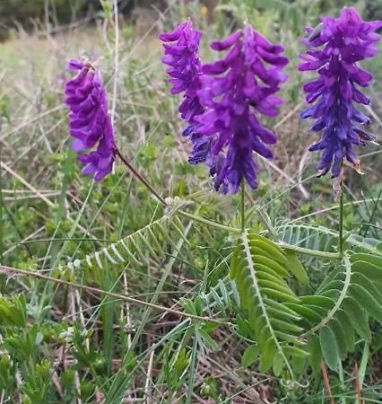 Ususkani Daire Zlatibor