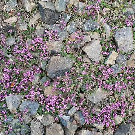 Lejlighed Ususkani Zlatibor